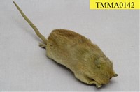 藏品(溝鼠)的圖片